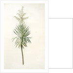 Yucca aloifolia, Yucca feuilles entieres; Palm Lily or Spanish Dagger by Pierre Joseph Redouté