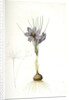 Crocus sativus, Safran cultivé; Saffron Crocus by Pierre Joseph Redouté