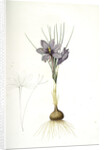 Crocus sativus, Safran cultivé; Saffron Crocus by Pierre Joseph Redouté