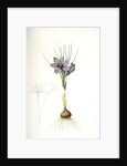 Crocus sativus, Safran cultivé; Saffron Crocus by Pierre Joseph Redouté