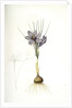 Crocus sativus, Safran cultivé; Saffron Crocus by Pierre Joseph Redouté