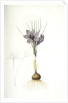 Crocus sativus, Safran cultivé; Saffron Crocus by Pierre Joseph Redouté