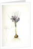 Crocus sativus, Safran cultivé; Saffron Crocus by Pierre Joseph Redouté