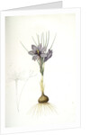Crocus sativus, Safran cultivé; Saffron Crocus by Pierre Joseph Redouté