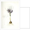 Crocus sativus, Safran cultivé; Saffron Crocus by Pierre Joseph Redouté