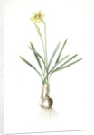 Narcissus Gouani, Narcissus incomparabilis; Narcisse de Gouan, Incomparable narcissus by Pierre Joseph Redouté