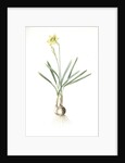 Narcissus Gouani, Narcissus incomparabilis; Narcisse de Gouan, Incomparable narcissus by Pierre Joseph Redouté