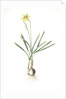 Narcissus Gouani, Narcissus incomparabilis; Narcisse de Gouan, Incomparable narcissus by Pierre Joseph Redouté