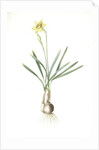 Narcissus Gouani, Narcissus incomparabilis; Narcisse de Gouan, Incomparable narcissus by Pierre Joseph Redouté