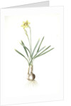 Narcissus Gouani, Narcissus incomparabilis; Narcisse de Gouan, Incomparable narcissus by Pierre Joseph Redouté