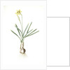 Narcissus Gouani, Narcissus incomparabilis; Narcisse de Gouan, Incomparable narcissus by Pierre Joseph Redouté