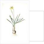 Narcissus Gouani, Narcissus incomparabilis; Narcisse de Gouan, Incomparable narcissus by Pierre Joseph Redouté