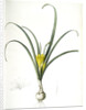 Amaryllis lutea, Sternbergia lutea; Amaryllis jaune, Yellow Amaryllis by Pierre Joseph Redouté