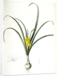 Amaryllis lutea, Sternbergia lutea; Amaryllis jaune, Yellow Amaryllis by Pierre Joseph Redouté