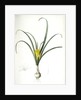 Amaryllis lutea, Sternbergia lutea; Amaryllis jaune, Yellow Amaryllis by Pierre Joseph Redouté