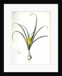 Amaryllis lutea, Sternbergia lutea; Amaryllis jaune, Yellow Amaryllis by Pierre Joseph Redouté
