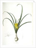 Amaryllis lutea, Sternbergia lutea; Amaryllis jaune, Yellow Amaryllis by Pierre Joseph Redouté