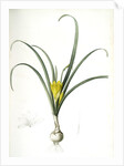 Amaryllis lutea, Sternbergia lutea; Amaryllis jaune, Yellow Amaryllis by Pierre Joseph Redouté