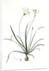 Allium fragrans, Ail parfumé, Fragrant onion by Pierre Joseph Redouté