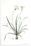 Allium fragrans, Ail parfumé, Fragrant onion by Pierre Joseph Redouté