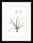 Allium fragrans, Ail parfumé, Fragrant onion by Pierre Joseph Redouté