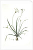 Allium fragrans, Ail parfumé, Fragrant onion by Pierre Joseph Redouté