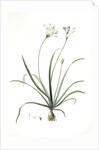 Allium fragrans, Ail parfumé, Fragrant onion by Pierre Joseph Redouté