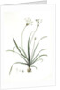 Allium fragrans, Ail parfumé, Fragrant onion by Pierre Joseph Redouté