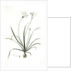 Allium fragrans, Ail parfumé, Fragrant onion by Pierre Joseph Redouté