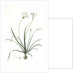 Allium fragrans, Ail parfumé, Fragrant onion by Pierre Joseph Redouté