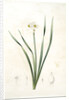 Narcissus biflorus, Narcisse à deux fleurs; Primrose Perless by Pierre Joseph Redouté