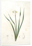 Narcissus biflorus, Narcisse à deux fleurs; Primrose Perless by Pierre Joseph Redouté