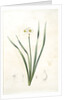 Narcissus biflorus, Narcisse à deux fleurs; Primrose Perless by Pierre Joseph Redouté