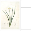 Narcissus biflorus, Narcisse à deux fleurs; Primrose Perless by Pierre Joseph Redouté