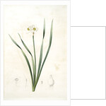 Narcissus biflorus, Narcisse à deux fleurs; Primrose Perless by Pierre Joseph Redouté
