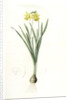 Narcissus minor, Narcissus Pseudo-Narcissus; Narcissus petit, Common Daffodil by Pierre Joseph Redouté