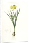 Narcissus minor, Narcissus Pseudo-Narcissus; Narcissus petit, Common Daffodil by Pierre Joseph Redouté