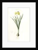 Narcissus minor, Narcissus Pseudo-Narcissus; Narcissus petit, Common Daffodil by Pierre Joseph Redouté