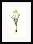 Narcissus minor, Narcissus Pseudo-Narcissus; Narcissus petit, Common Daffodil by Pierre Joseph Redouté