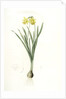 Narcissus minor, Narcissus Pseudo-Narcissus; Narcissus petit, Common Daffodil by Pierre Joseph Redouté