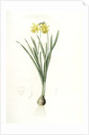 Narcissus minor, Narcissus Pseudo-Narcissus; Narcissus petit, Common Daffodil by Pierre Joseph Redouté