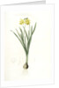 Narcissus minor, Narcissus Pseudo-Narcissus; Narcissus petit, Common Daffodil by Pierre Joseph Redouté