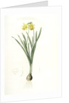 Narcissus minor, Narcissus Pseudo-Narcissus; Narcissus petit, Common Daffodil by Pierre Joseph Redouté