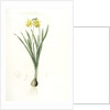 Narcissus minor, Narcissus Pseudo-Narcissus; Narcissus petit, Common Daffodil by Pierre Joseph Redouté