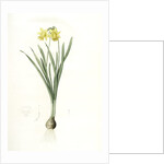 Narcissus minor, Narcissus Pseudo-Narcissus; Narcissus petit, Common Daffodil by Pierre Joseph Redouté