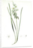 Ornithogalum nutans, Ornithogale penché; Drooping Star of Bethlehem, Nodding Star-of-Bethlehem by Pierre Joseph Redouté