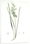 Ornithogalum nutans, Ornithogale penché; Drooping Star of Bethlehem, Nodding Star-of-Bethlehem by Pierre Joseph Redouté