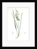 Ornithogalum nutans, Ornithogale penché; Drooping Star of Bethlehem, Nodding Star-of-Bethlehem by Pierre Joseph Redouté