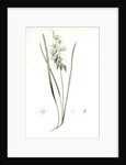 Ornithogalum nutans, Ornithogale penché; Drooping Star of Bethlehem, Nodding Star-of-Bethlehem by Pierre Joseph Redouté