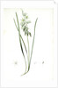 Ornithogalum nutans, Ornithogale penché; Drooping Star of Bethlehem, Nodding Star-of-Bethlehem by Pierre Joseph Redouté